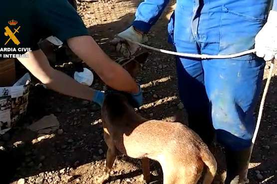 Un Juzgado de Telde investiga el maltrato de 84 perros podencos en una finca (Foto TA)